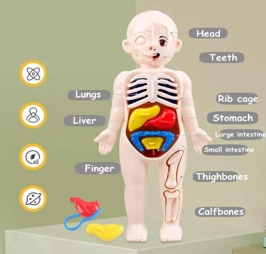 Detachable Human Organs Model Human Anatomy